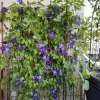 clematis 3.webp