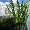 hibiskus.webp
