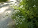 DSCN5201.webp