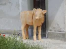 DSCN3184.webp