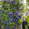 clematis4.webp