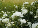DSCN5207.webp
