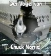 !A Vogel chu ck norris.jpg