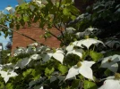DSCN5214.jpg