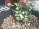 IMG_20220612_103220.webp