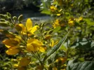DSCN5220.webp