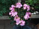 IMG_20220617_074120.webp