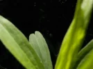 DSCN5268.webp