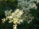 DSCN5279.webp