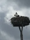 1656575336895.webp