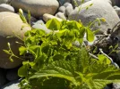 DSCN5305.webp
