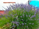 IMG_20220705_195229.webp