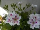 DSCN5349.webp