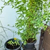 sonnenblume.webp