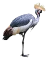 Schopfkrankich_low_frei.png