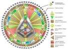 HDS-Mandala-mit-Zentren.jpg