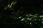 Lichtblätter.webp
