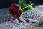 ! A Rose P.jpg