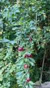 B201E195-ECD1-41D9-948F-24ECE3C32558.webp
