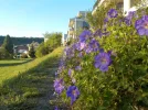 DSCN5417.webp