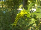 DSCN5406.webp