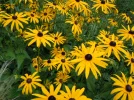 1662032244140.webp
