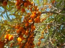 DSCN5425.webp