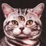 ! A 3Auge Cat.jpg