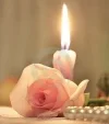 ! a rosa licht.jpg ! a rosa licht.jpg