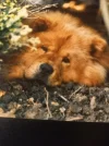 ! A Samson 2.jpg