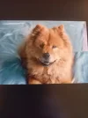 ! a sami.webp