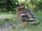Ente.webp