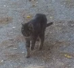 momo.webp