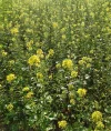 Foto Raps.webp