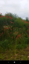 Screenshot_2022-10-23-03-36-10-110_gallery.photomanager.picturegalleryapp.imagegallery.webp
