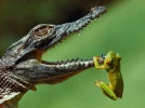 ! A frosch 2.jpg
