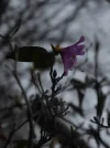 P1060140.webp