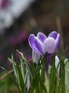 P1060126.webp