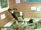 2011 00 00 - WILDPARK 13.webp