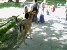2011 00 00 - WILDPARK 26.webp
