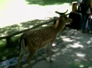 2011 00 00 - WILDPARK 27.webp