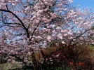 2011 03 23 - VOLKSGARTEN 05.webp