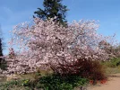 2011 03 23 - VOLKSGARTEN 10.webp