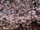 2011 03 23 - VOLKSGARTEN 11.webp