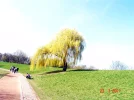 2011 03 23 - VOLKSGARTEN 14.webp