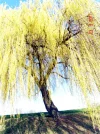 2011 03 23 - VOLKSGARTEN 16.webp