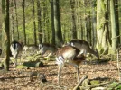 2011 04 08 - WILDPARK 08.webp