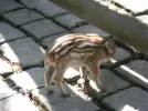 2011 04 08 - WILDPARK 28.webp