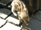 2011 04 08 - WILDPARK 29.webp