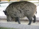 2011 04 08 - WILDPARK 32.webp